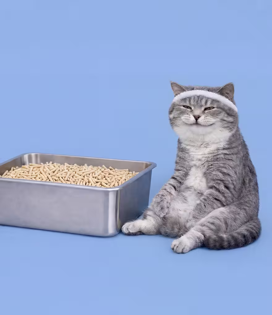 Gray cat sitting beside a litter box on a blue background